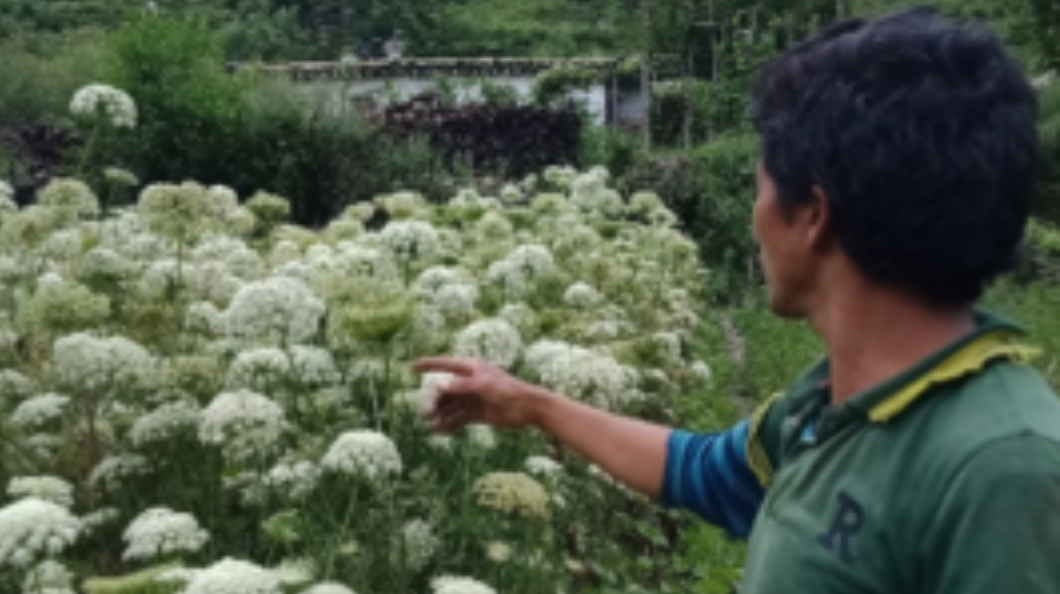 Jumla ’s Rural Service Provider successfully promotes mixed cropping but Covid -19 affects marketing